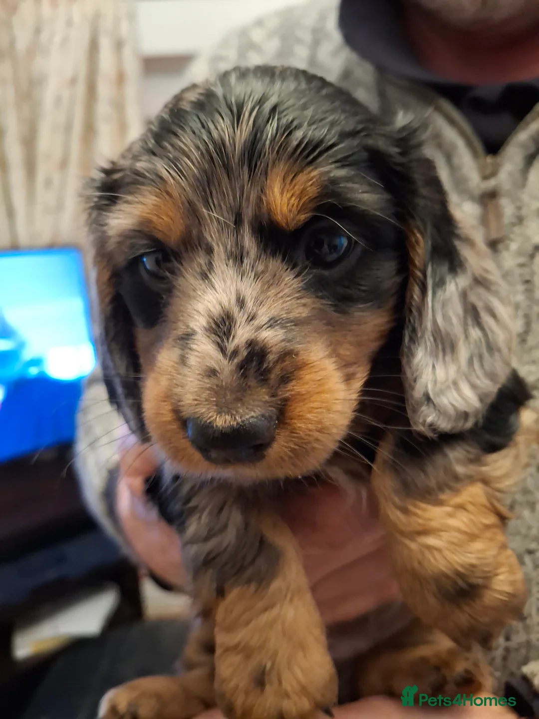 Dachshund dogs for sale: Miniature dachshund puppies  in Sittingbourne - Advert 2