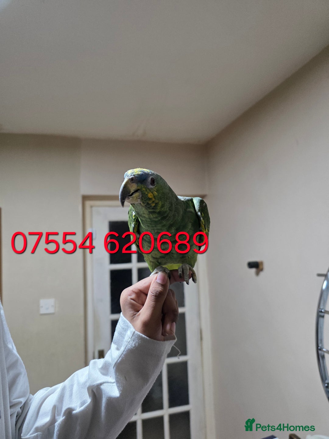 Parrots birds for sale: For Sale Hand Tamed Orange Fronted Amazon Parrot - Image 3