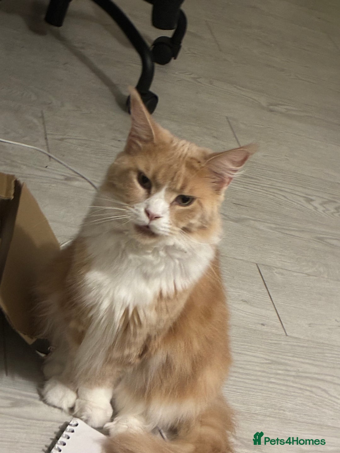 Maine Coon cats for sale: Classic Cream Tabby TICA REG - Advert 5