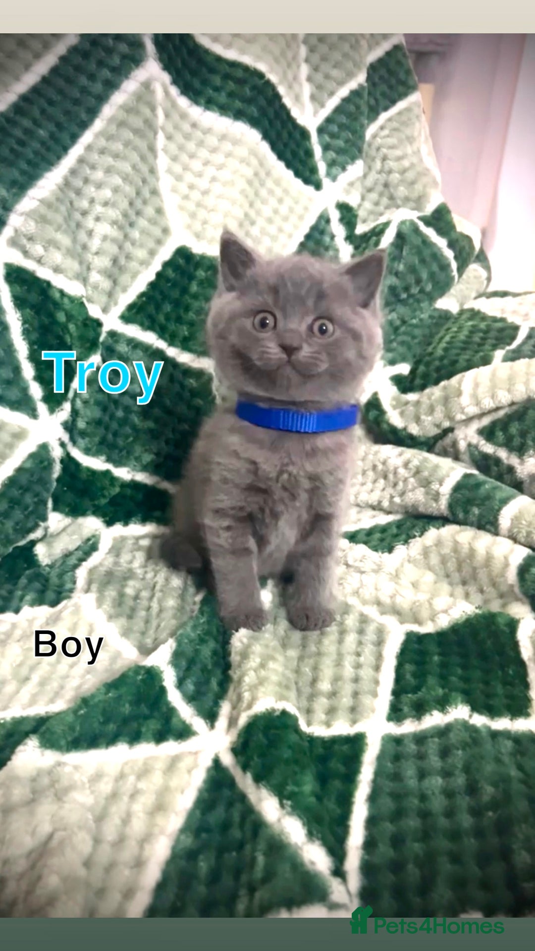 British Shorthair cats for sale: British shorthair kittens - Advert 14