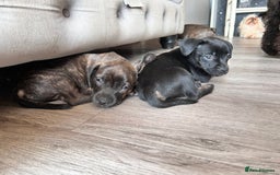 Mixed Breed dogs for sale: Daxiecross Frenchy  - Image 6