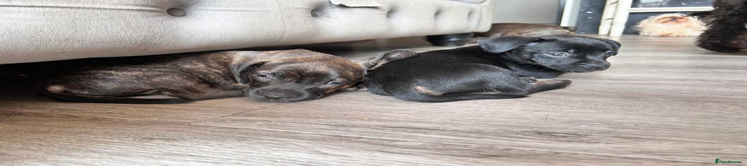 Mixed Breed Puppy 1