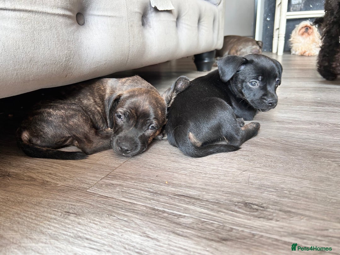 Mixed Breed dogs for sale: Daxiecross Frenchy  - Image 6