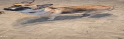 Akita dogs for sale: Husky/Akita  in Blackpool - Advert 12