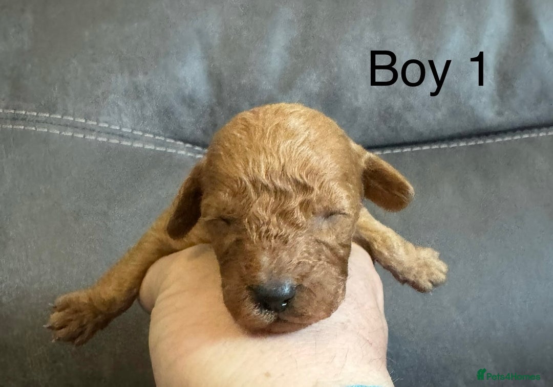 Miniature Poodle dogs for sale: Stunning miniature poodles available - Image 7