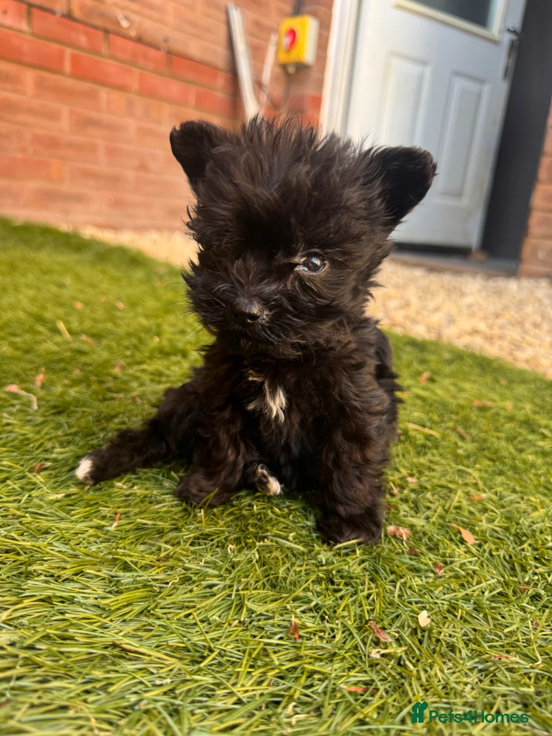 Mixed Breed dogs for sale: Yorkshire terrier x Biewer Terrier - Advert 2