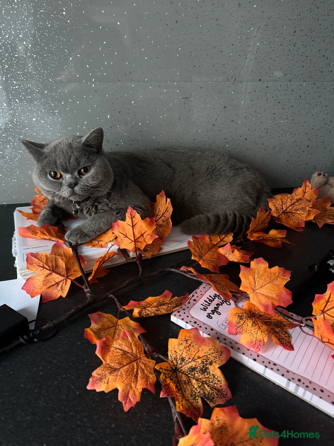 British Shorthair cats for sale: Munchkin  - Image 2