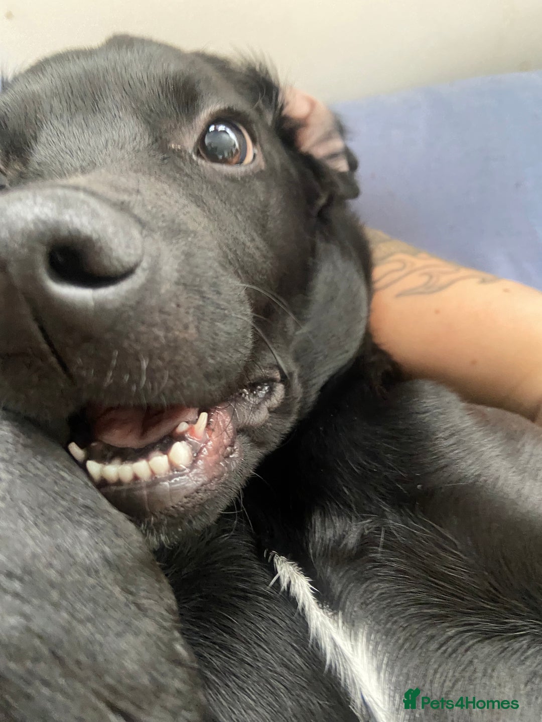 Mixed Breed dogs for sale: Rehoming a 7 Month old labradoodle ❤️ - Advert 4