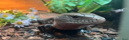 Skink reptiles for sale: Mowgli  in Hitchin - Advert 5
