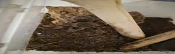 Tarantulas invertebrates for sale: List of Mix breed Tarantulas and a Boa  - Advert 5