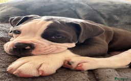 Olde English Bulldogge dogs for sale: Bailey  - Image 7