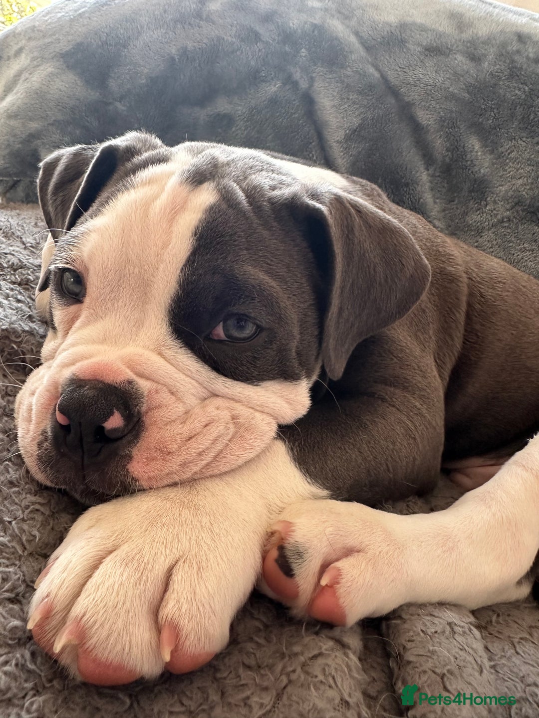 Olde English Bulldogge dogs for sale: Bailey  - Image 7