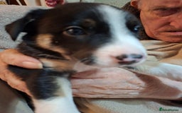 Border Collie dogs for sale: Border collies for sale - Image 2