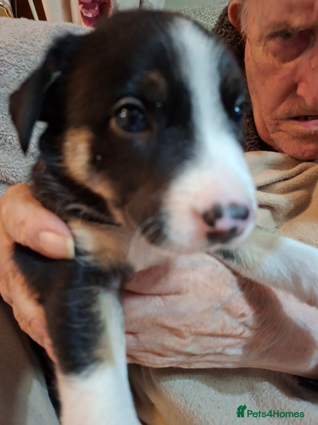 Border Collie dogs for sale: Border collies for sale - Image 2