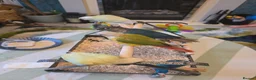 Conures birds for sale: Handreared Tame Conures - Advert 13