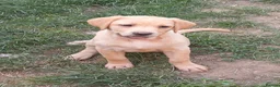 Labrador Retriever dogs for sale: *YELLOW GIRL READY TO GO*  - Advert 9