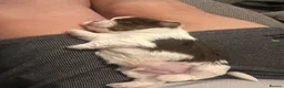 Shih Tzu dogs for sale: Karashishi Full KC imperial Shih-Tzu pups for sale - Advert 21