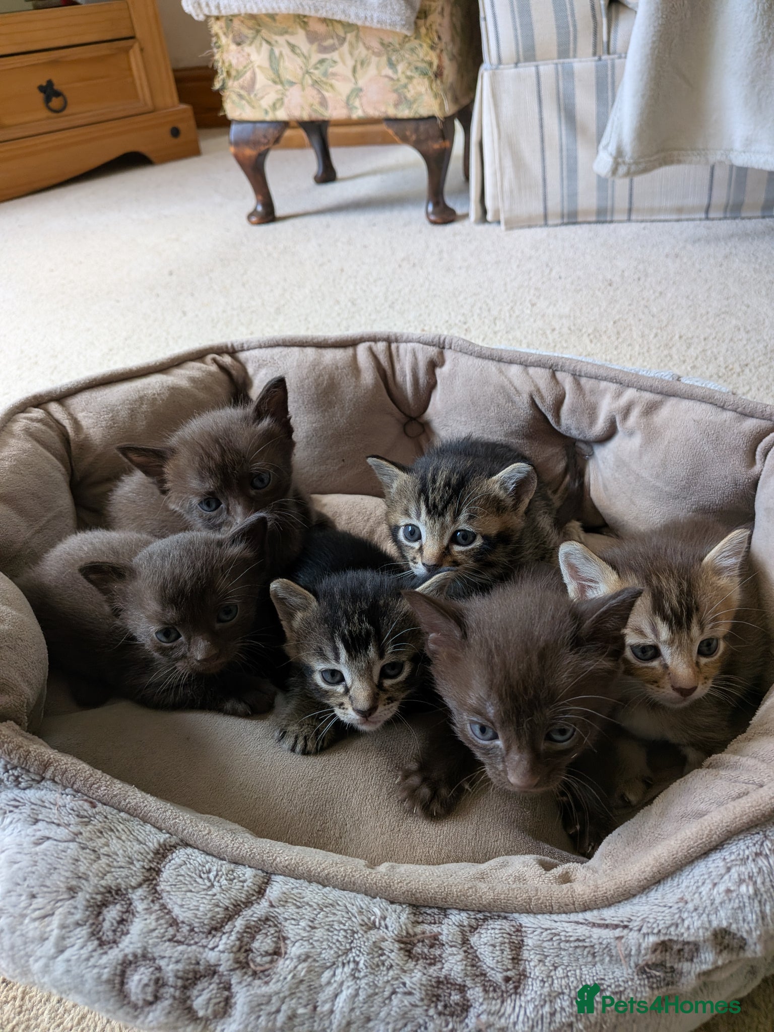 Mixed Breed cats Burmese Cross kittens - Advert 2