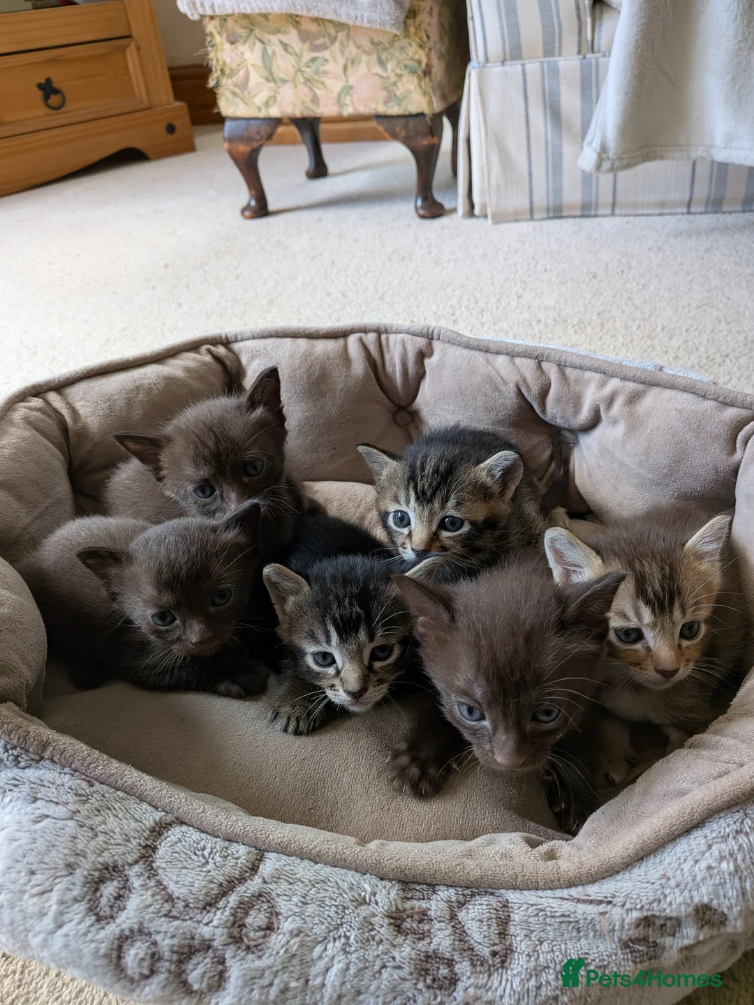 Mixed Breed cats for sale: Burmese Cross kittens - Advert 1