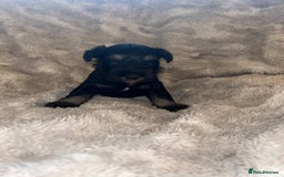 Miniature Schnauzer dogs for sale: Beautiful miniature schnauzer puppies - Image 1