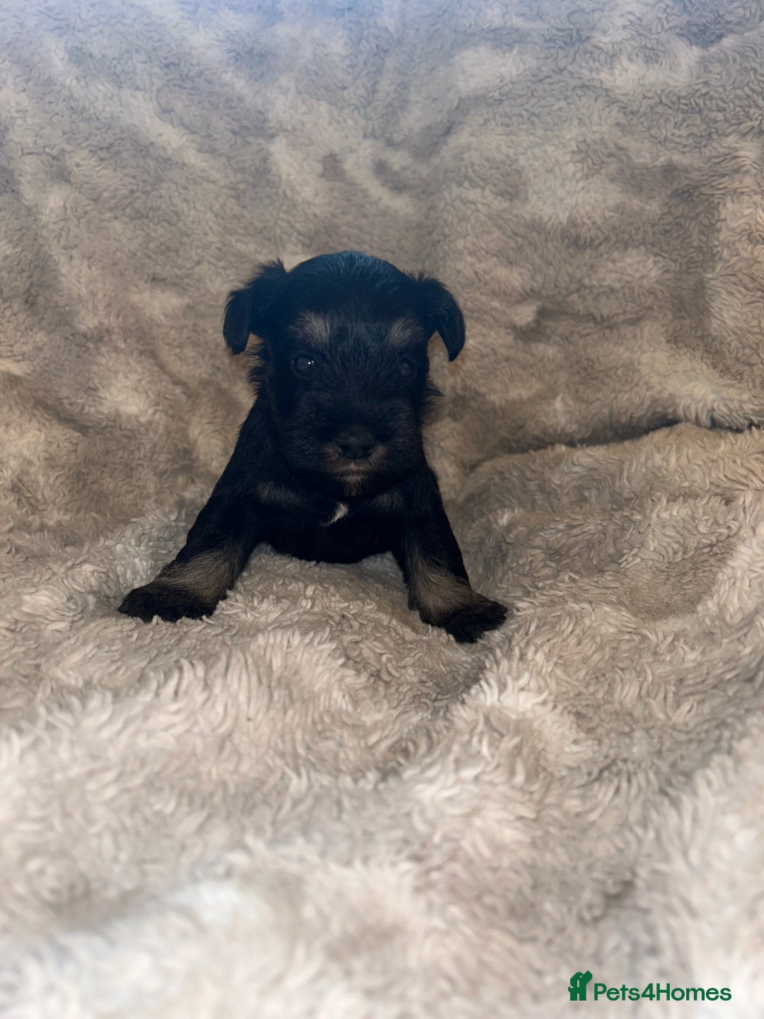 Miniature Schnauzer dogs for sale: Beautiful miniature schnauzer puppies - Image 1