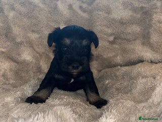 Miniature Schnauzer dogs - Advert 2