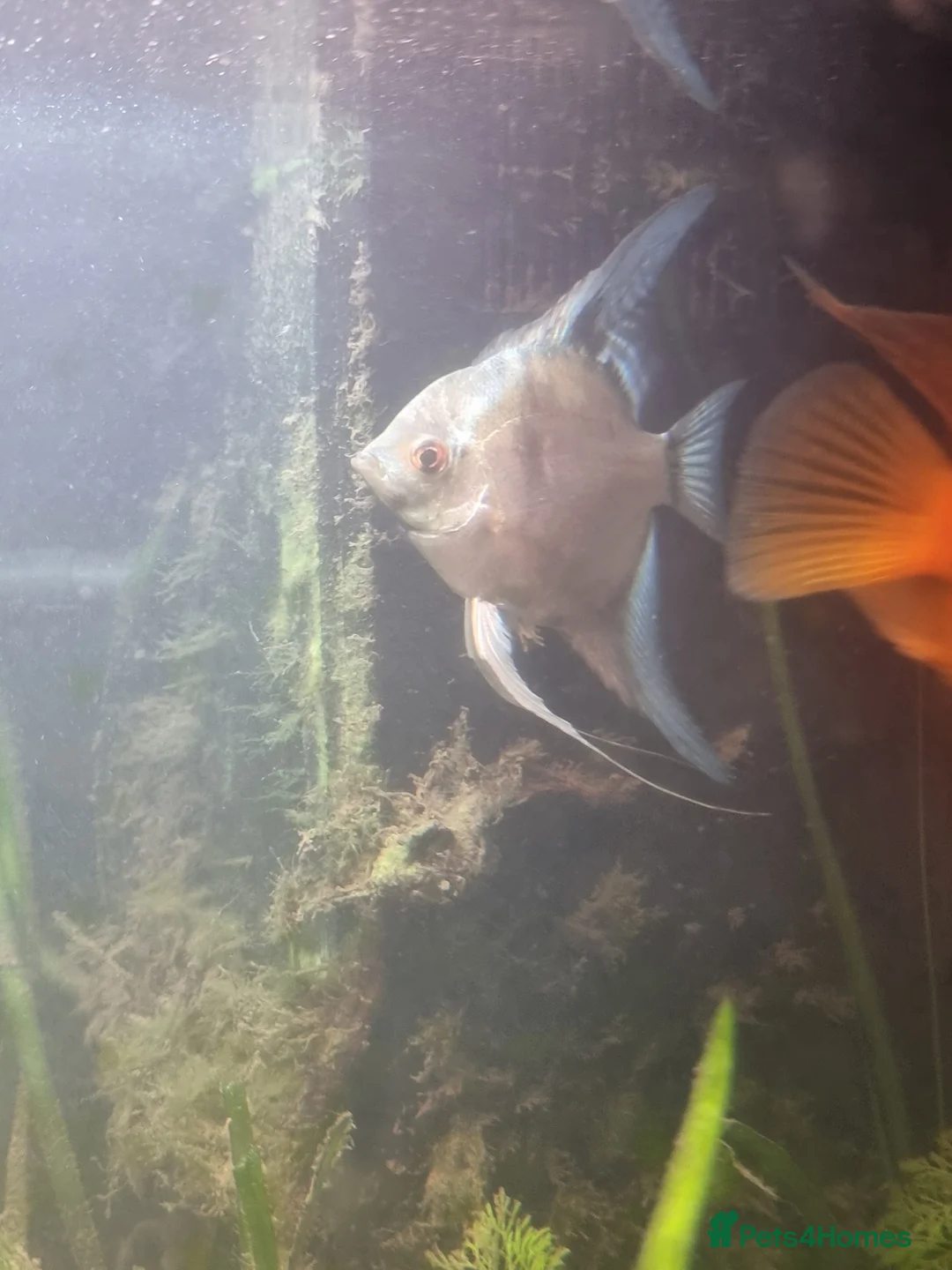 Cichlids fish for sale: Tropical fish - Advert 14