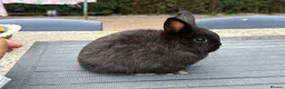 Netherland Dwarf rabbits for sale: Two netherland dwarfs and a mini lop - Advert 2