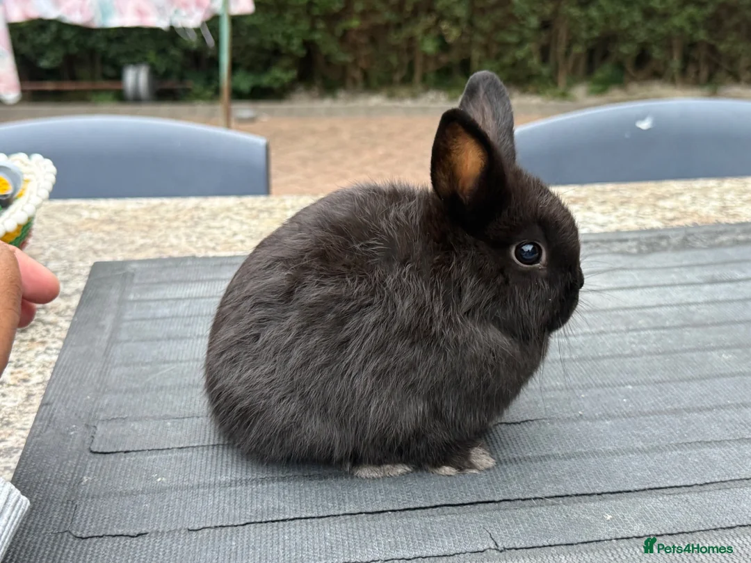 Netherland Dwarf rabbits for sale: Two netherland dwarfs and a mini lop - Advert 2