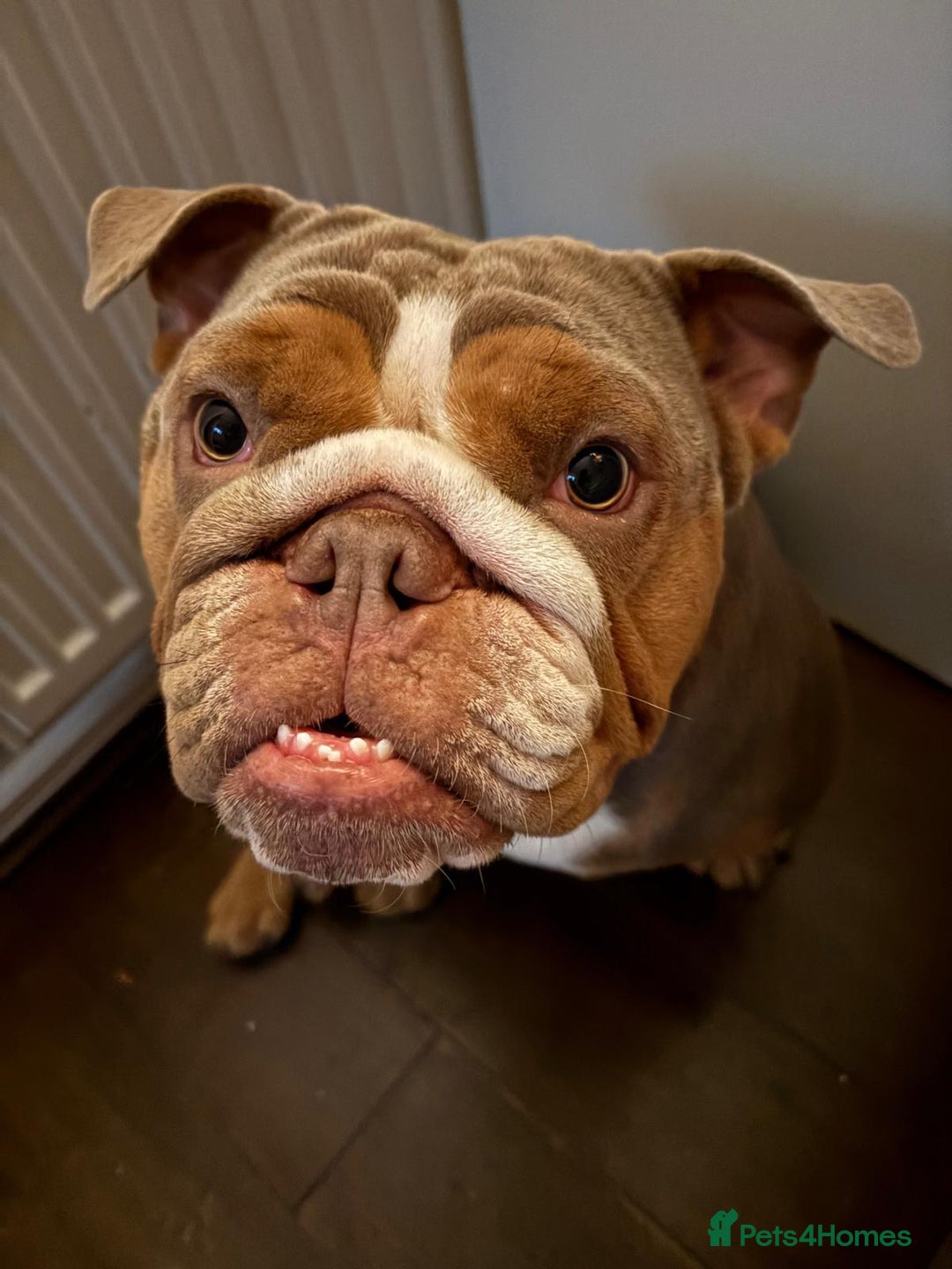 English Bulldog dogs for sale: 🐾 Beautiful English Bulldog  - Image 12