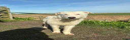 Mixed Breed dogs for adoption: Peter - Norwich Norfolk  - Advert 3