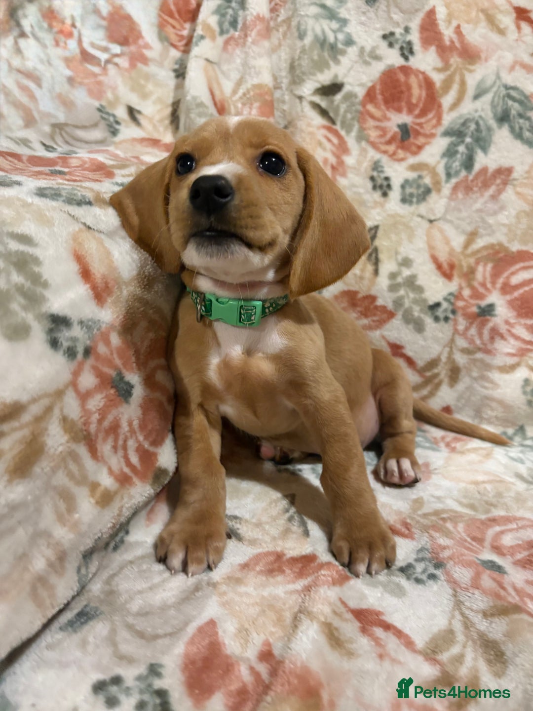 Mixed Breed dogs for sale: Show Cocker Spaniel x Dachshund puppies ready now - Advert 6