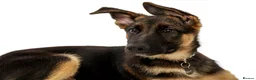 German Shepherd dogs for sale: GSD 5 month old  in Mansfield - Advert 4