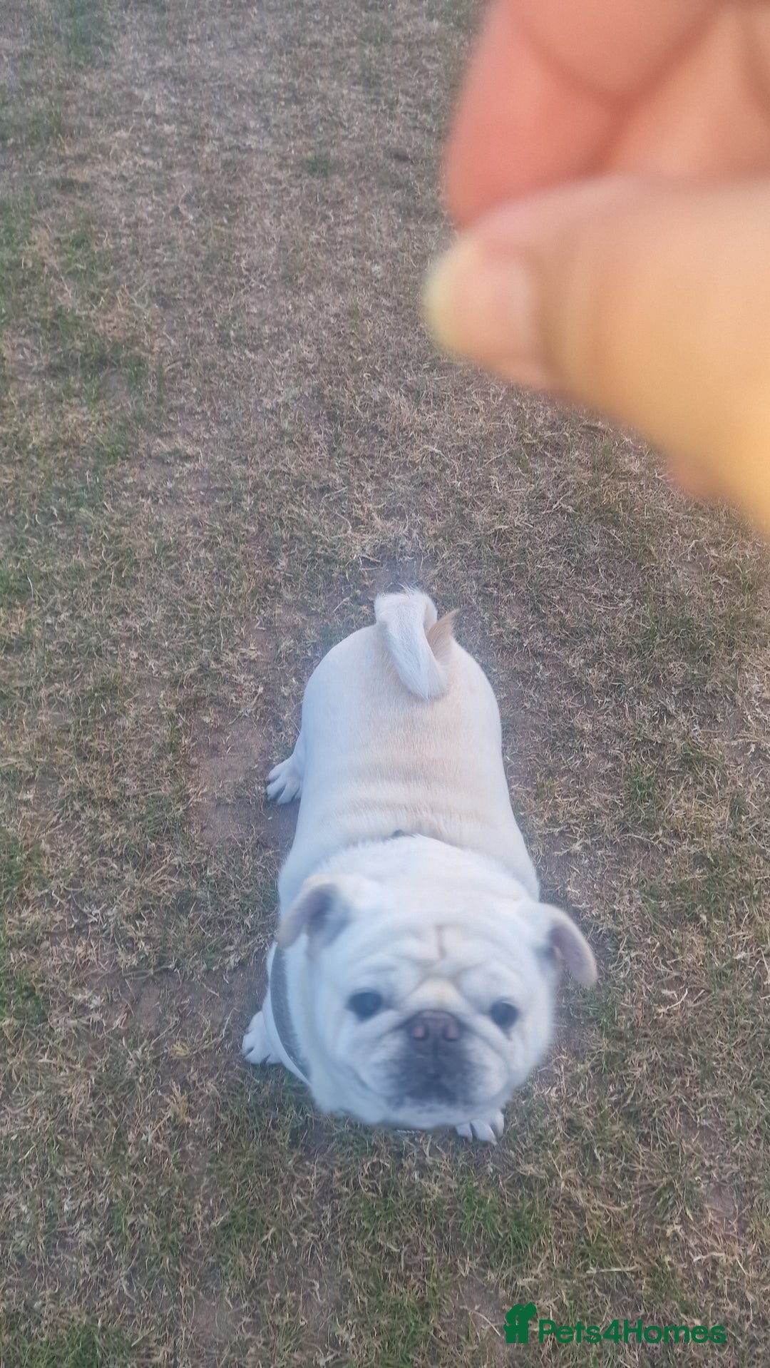 Pug dogs for stud: Pug for stud, old boy but definitely full of it - Image 2