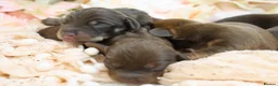 Miniature Dachshund dogs for sale: KC Miniature Dachshund Puppies - Advert 2