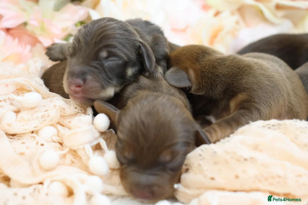 Miniature Dachshund dogs for sale: KC Miniature Dachshund Puppies - Advert 2