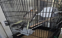 Cockatiels birds for sale: Semi Hand Tame Cockatiel With Cage - Image 1