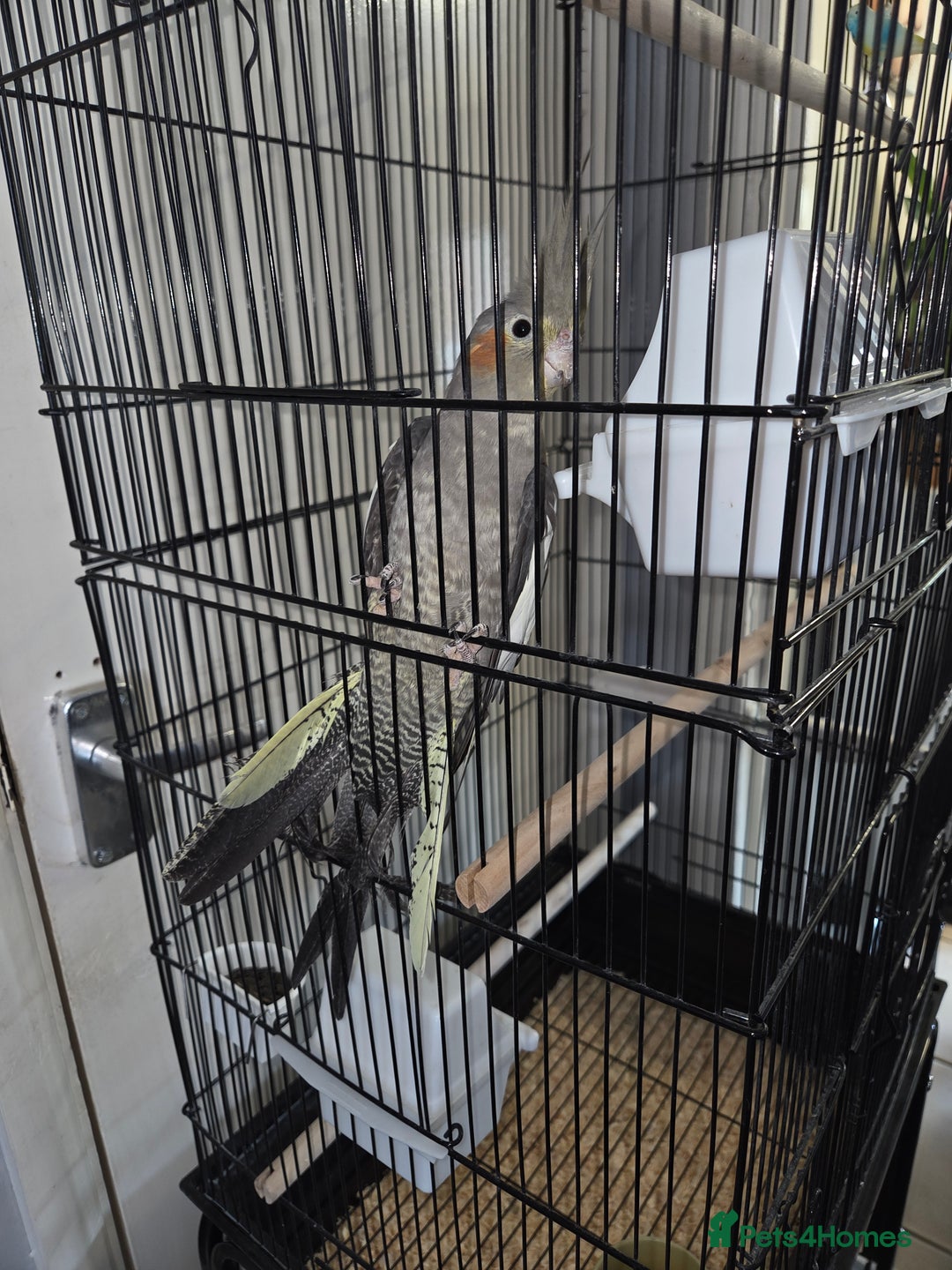 Cockatiels birds for sale: Semi Hand Tame Cockatiel With Cage - Image 1