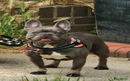 French Bulldog dogs for sale: Outstanding French Bulldog Puppies – KC - Image 18