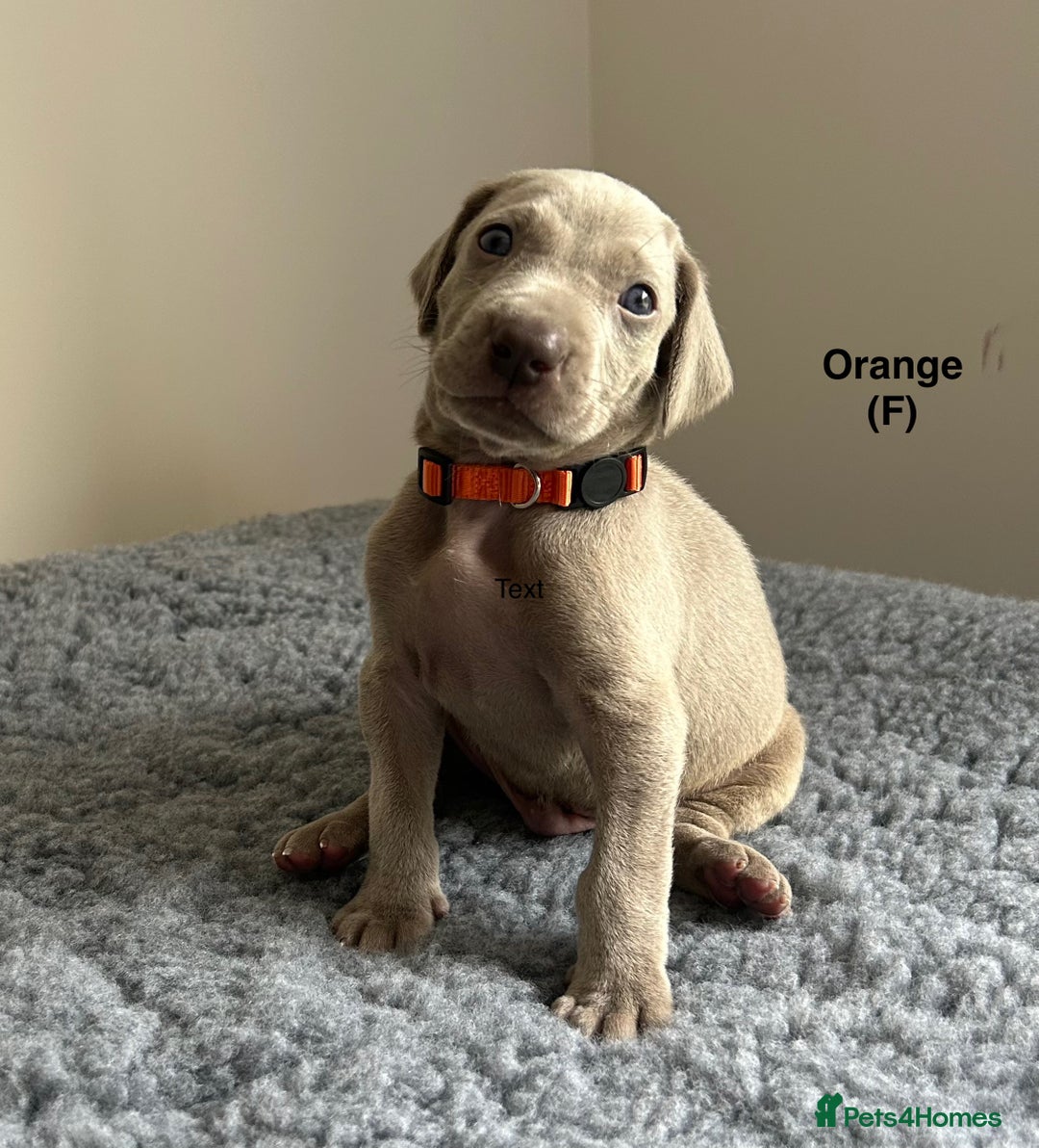 Weimaraner dogs for sale: Exceptional litter of Weimaraner puppies  - Image 6