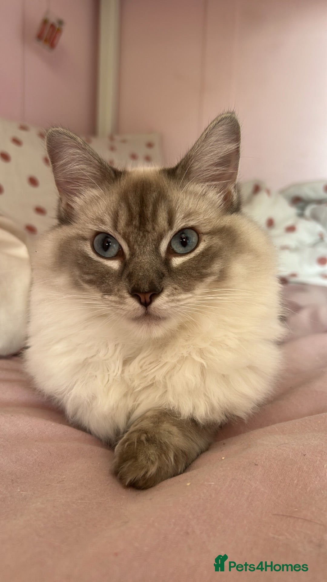 Ragdoll cats Lady the ragdoll  - Advert 2