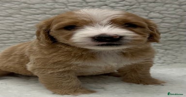 Double Doodle dogs Stunning Double Doodle Puppies  - Advert 1