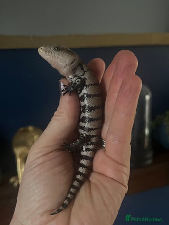 Lizard reptiles in Billingham - Advert 4