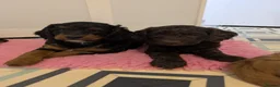 Cockapoo dogs for sale: 5 Gorgeous F2 cockapoos  - Advert 7