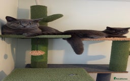 Scottish Fold cats for sale: Scottish straight cats - Advert 1