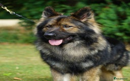 German Shepherd dogs for sale: German Shepherd Puppies - Image 11