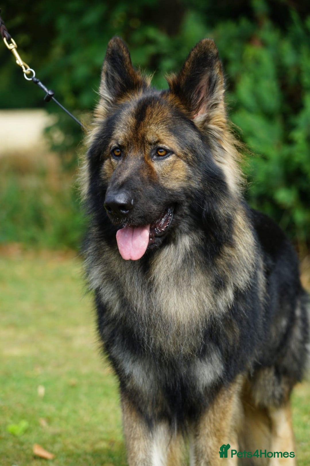 German Shepherd dogs for sale: German Shepherd Puppies - Image 11