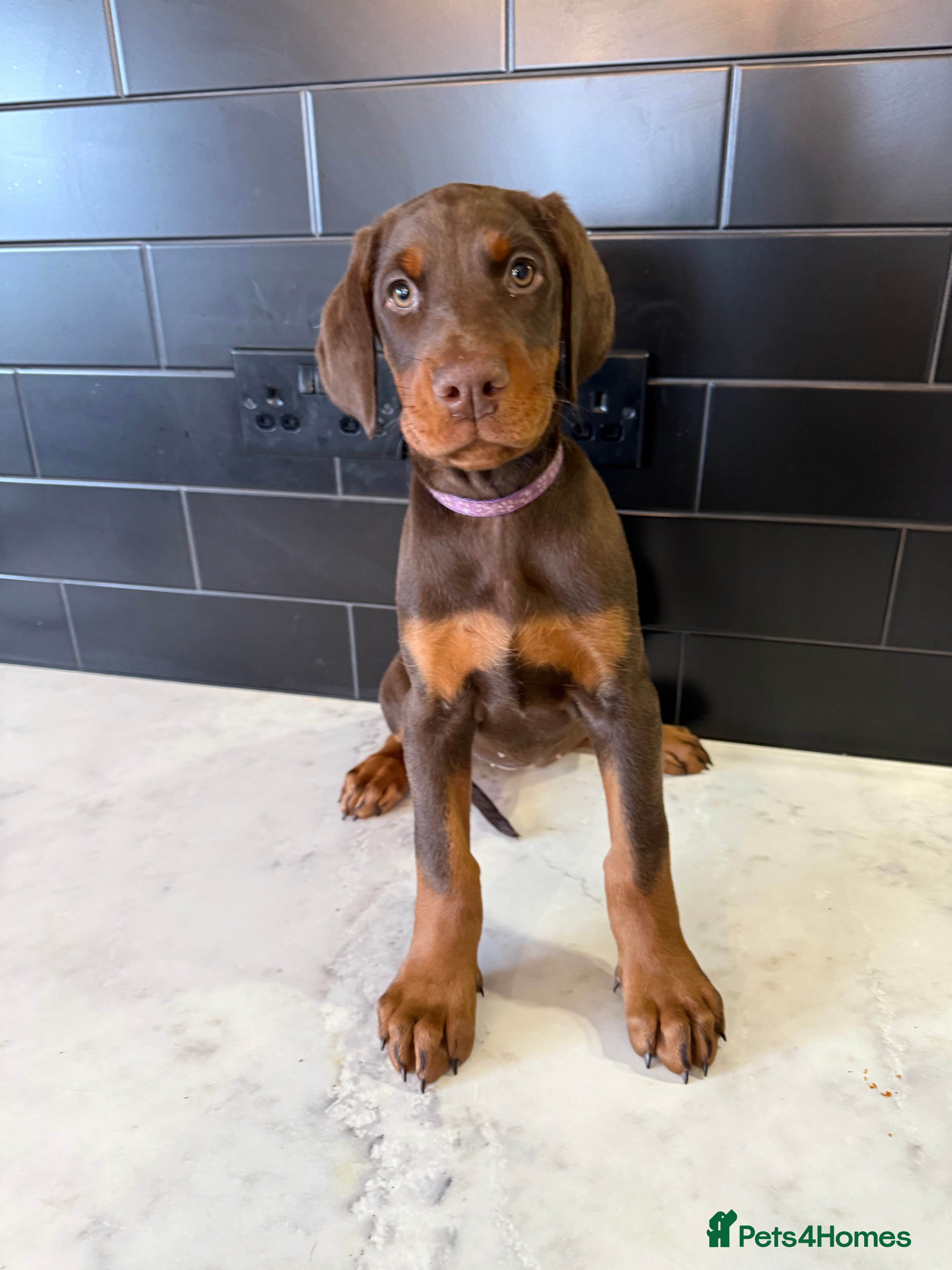 Dobermann dogs OUTSTANDING FULL EUROPEAN DOBERMAN - Advert 4