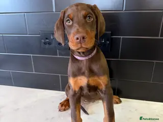 Dobermann dogs OUTSTANDING FULL EUROPEAN DOBERMAN - Advert 4