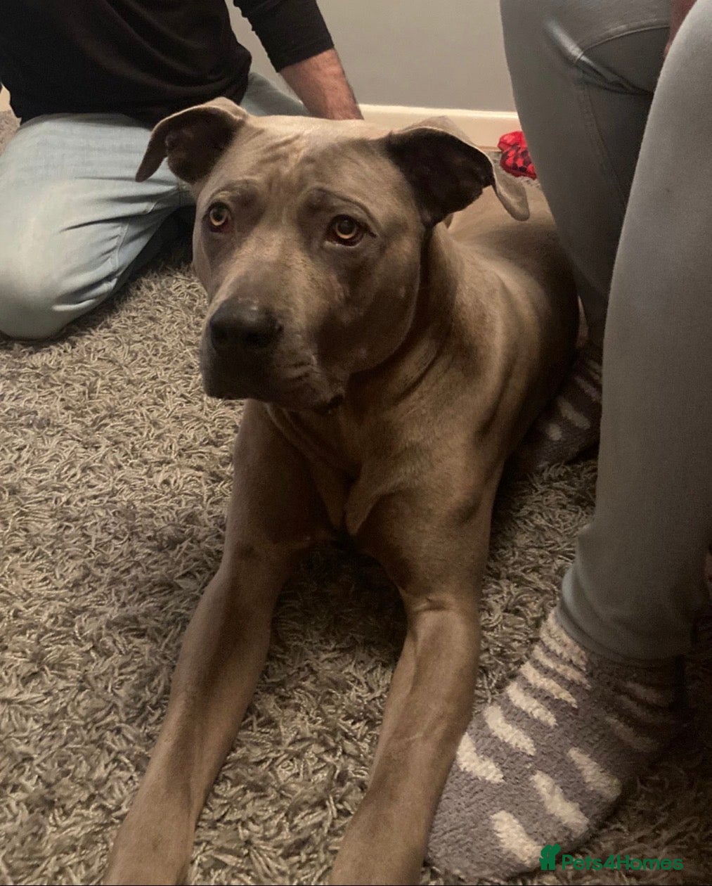 Mixed Breed dogs Cane Corso X Thai Ridgebacm - Advert 2